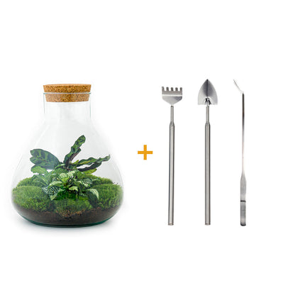 Kit fai da te terrario • Sammie • Ecosistema con piante • ↑ 26,5 cm