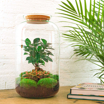 Kit fai da te terrario • Bonsai Sven • Ecosistema con piante • ↑ 43 cm
