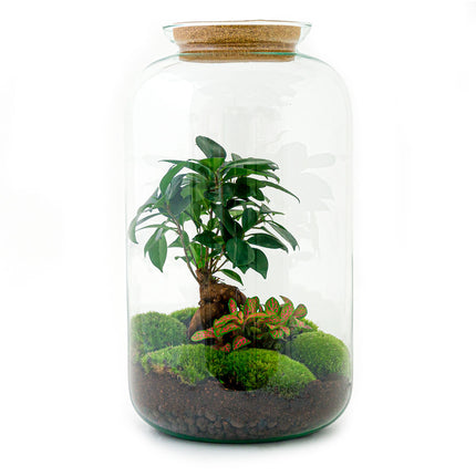 Planten terrarium - Sven bonsai - Ecosysteem plant - ↑ 43 cm 