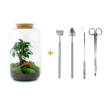 Terrarium DIY Kit - Sven Ginseng Bonsai - Bottle Garden - ↑ 43 cm