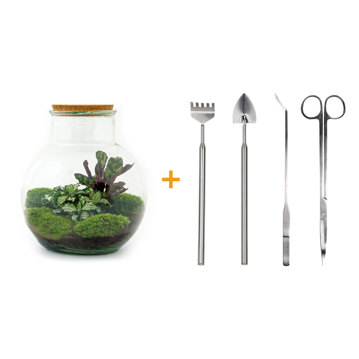 Kit terrarium DIY Bocal et Plante Fougère Fittonia - Juno - Bois Joli