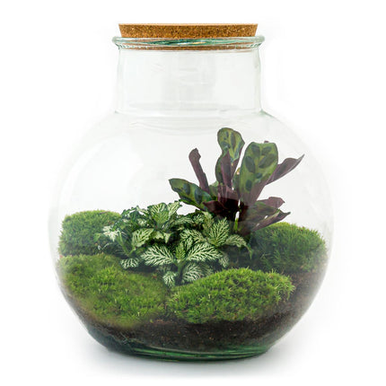 Flaschengarten • Teddy • Ökosystem mit Pflanzen im Glas • ↑ 26,5 cm