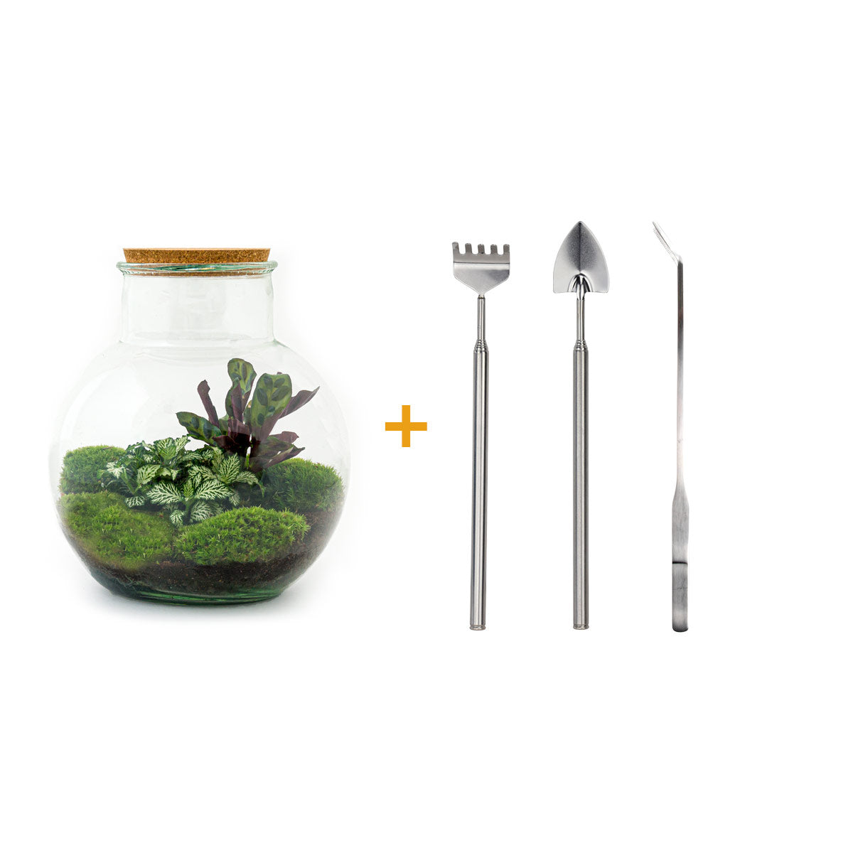 Plant terrarium package - Calathea Makoyana - 3 terrarium plants - Ref –  urbanjngl