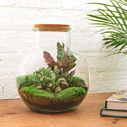 Flaschengarten - Teddy - Ökosystem mit Pflanzen im Glas - ↑ 26,5 cm