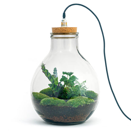 Flaschengarten • Big Paul Jungle mit Lampe • Ökosystem mit Pflanzen im Glas • ↑ 52 cm