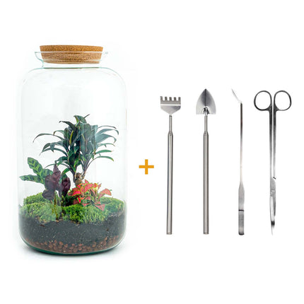 Kit fai da te terrario • Sven Palm • Ecosistema con piante • ↑ 43 cm