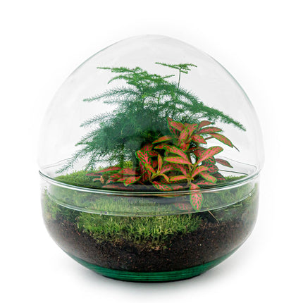 Kit DIY Terrario • Cúpula • Ecosistema con plantas • ↑ 20 cm