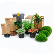 Flaschengarten Paket Jungle 5 - Nachfüll & Starterpaket DIY Pflanzenterrarium Nachfüllset