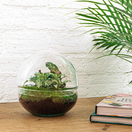 Kit DIY Terrario • Cúpula • Ecosistema con plantas • ↑ 20 cm