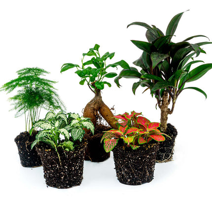 Terrarium planten pakket Ficus Ginseng - 5 planten - Bonsai - Palm - Asparagus - 2x Fittonia