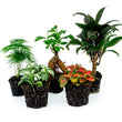 Pflanzen Paket Ficus Ginseng - 5 Pflanzen - Bonsai