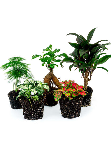 Plant terrarium set - Bonsai - 5 plants - Ficus Ginseng Bonsai - Palm - Asparagus - Red & White Fittonia