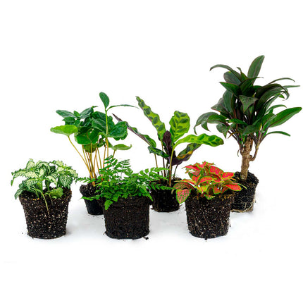 Plant terrarium set - Jungle Boost - 6 plants - Palm - Calathea Lancifolia - Coffea Arabica - Fern - Red & White Fittonia