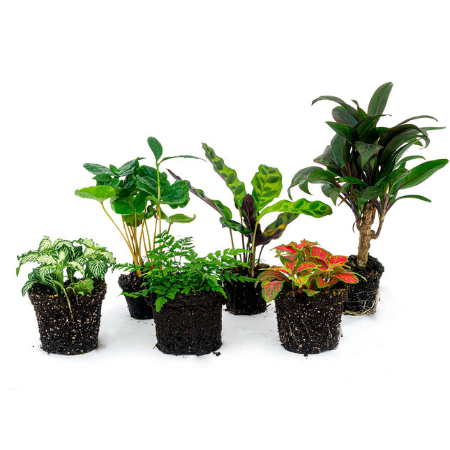SMALL TERRARIUM PLANT Set, Asparagus Setaceus, Fittonia, Ivy, House Plant  set