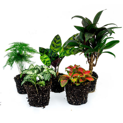 Terrariumplantenpakket Lancifolia - 5 planten - Palm - Calathea Lancifolia - Asperges - 2x Fittonia