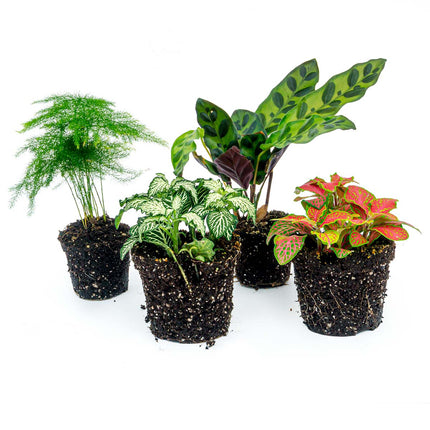 Plant terrarium set - Lancifolia - 4 plants - Calathea Lancifolia - Asparagus - Red & White Fittonia