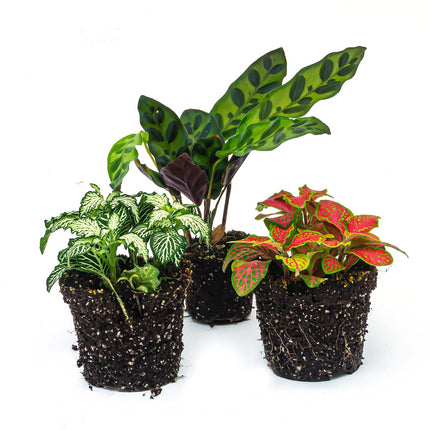 Terrarium plant package Lancifolia - 3 plants - Lancifolia - 2x Fittonia