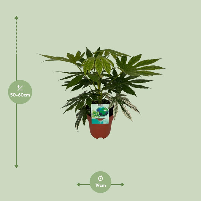 Fatsia Japonica Variegata (Vingerplant) ↑ 60 cm