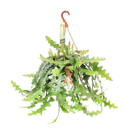 Selenicereus Anthonyanus (Visgraatcactus) ↑ 60 cm