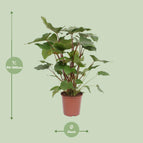 is homalomena a philodendron Homalomena Rubescens Maggy (Heartleaf Philodendron) ↑ 90 cm – urbanjngl.com