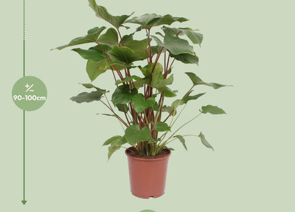Homalomena Rubescens Maggy (Heartleaf Philodendron) ↑ 90 cm