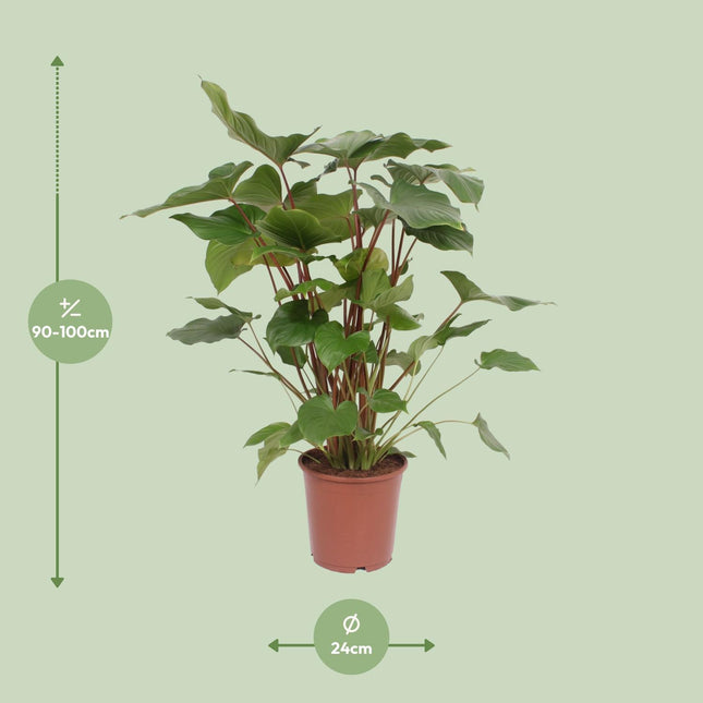 Homalomena Rubescens Maggy (Heartleaf Philodendron) ↑ 90 cm