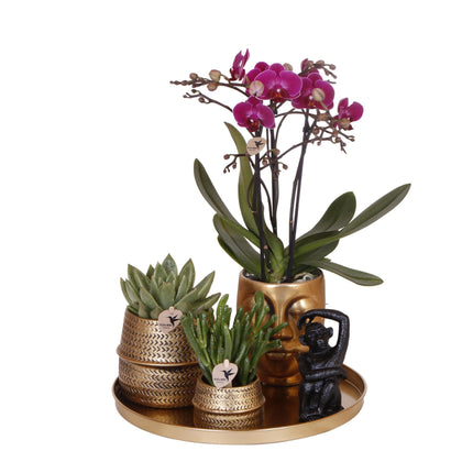 Gift set Hotel Chic | Plant set with pairs of Phalaenopsis orchids and succulents including ceramic pots