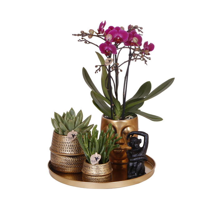 Chic Hotel plant set | Pairs of Phalaenopsis orchids and succulents - Ceramic pots included