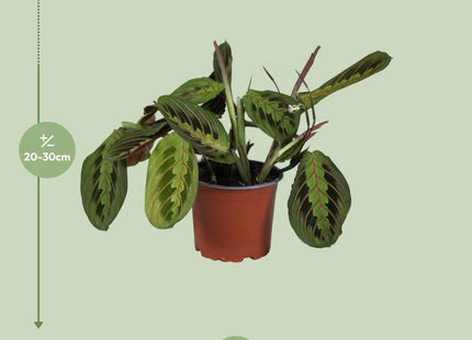 Maranta Leuconeura Fascinator (Prayer Plant) ↑ 30 cm