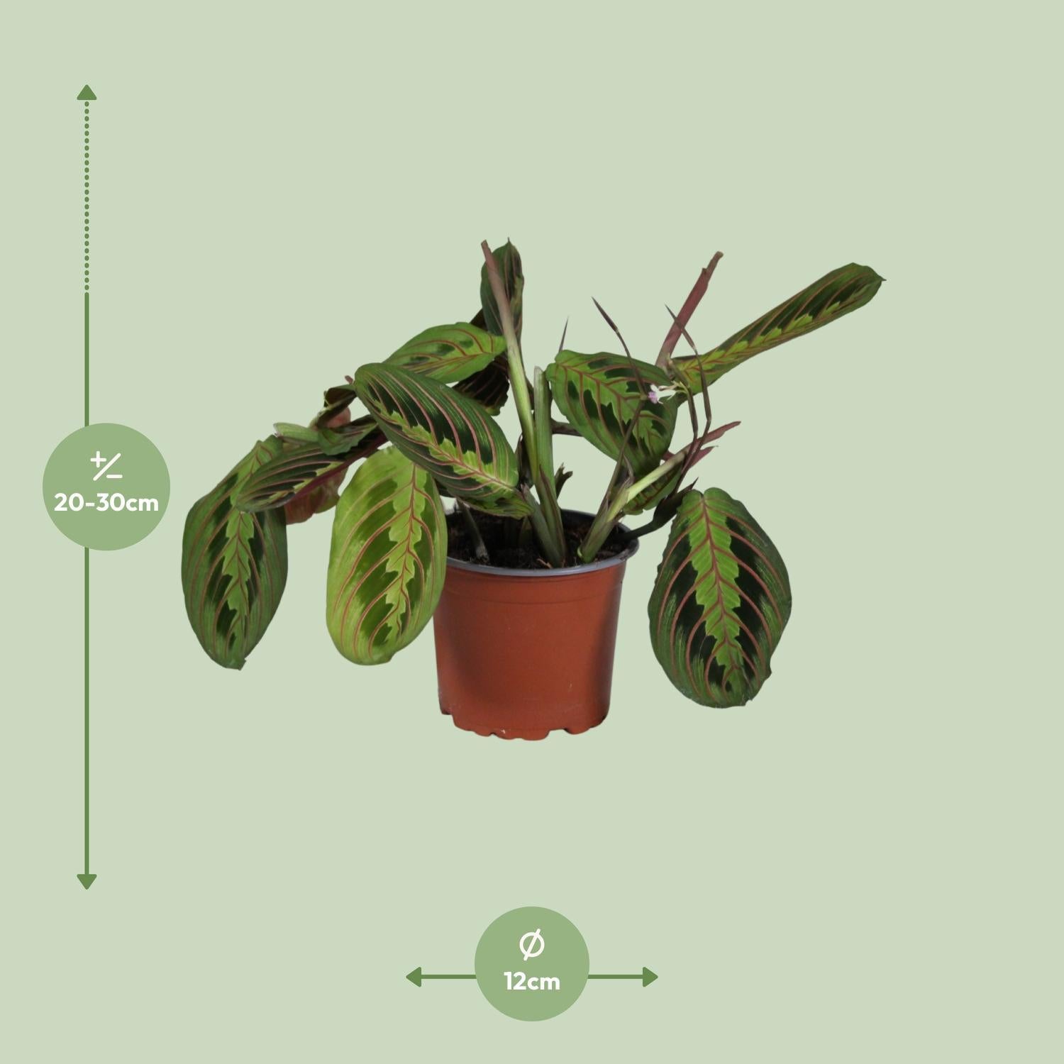 prayer plant night vs day Maranta Leuconeura Fascinator (Prayer Plant) ↑ 30 cm