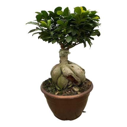 Ficus Microcarpa Ginseng (Bonsai Baum) ↑ 50 cm