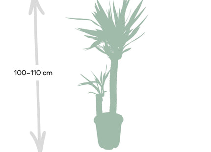 Yucca Elephantipes (Spineless Yucca) ↑ 100 cm