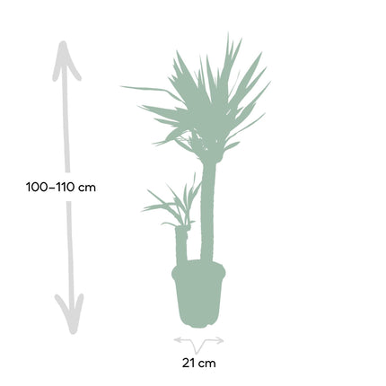 Yucca Elephantipes (Palmlelie) ↑100 cm