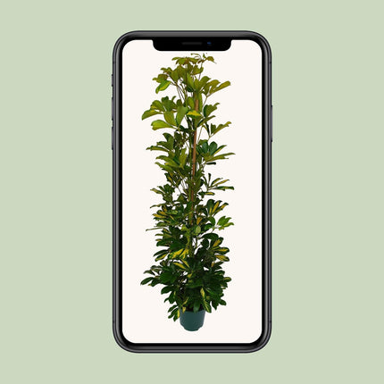 Schefflera Arboricola Gerda (Vingersboom) ↑ 120 cm