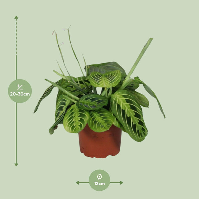 Maranta Leuconeura Fascinator Lemon Lime - Ø12cm - ↑ 30cm