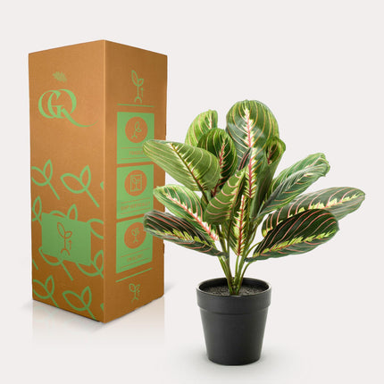 Maranta Fascinator - 10 commandments plant - 30 cm - Artificial plant