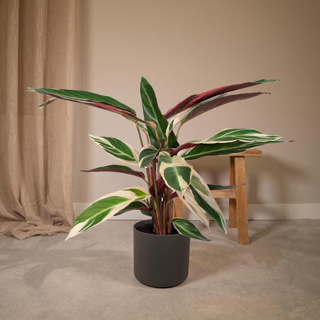 Calathea Triostar (Pfau-Pflanze) ↑ 70 cm