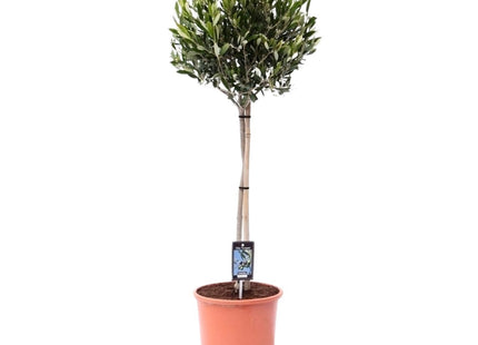 Olea Olive (Olivenbaum) ↑ 100 cm