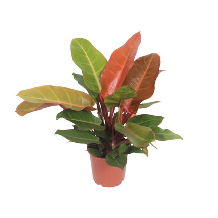 Philodendron Prince of Orange (Aronskelkplant) ↑ 45 cm