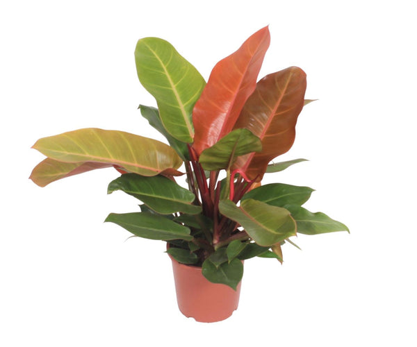 philodendron prince of orange seeds Philodendron Prince of Orange (Heartleaf Philodendron) ↑ 45 cm – urbanjngl.com