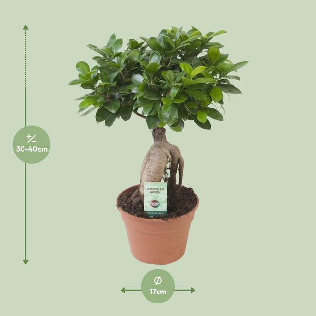 Ficus Ginseng (bonsai) - Ø 17cm - ↑ 40cm