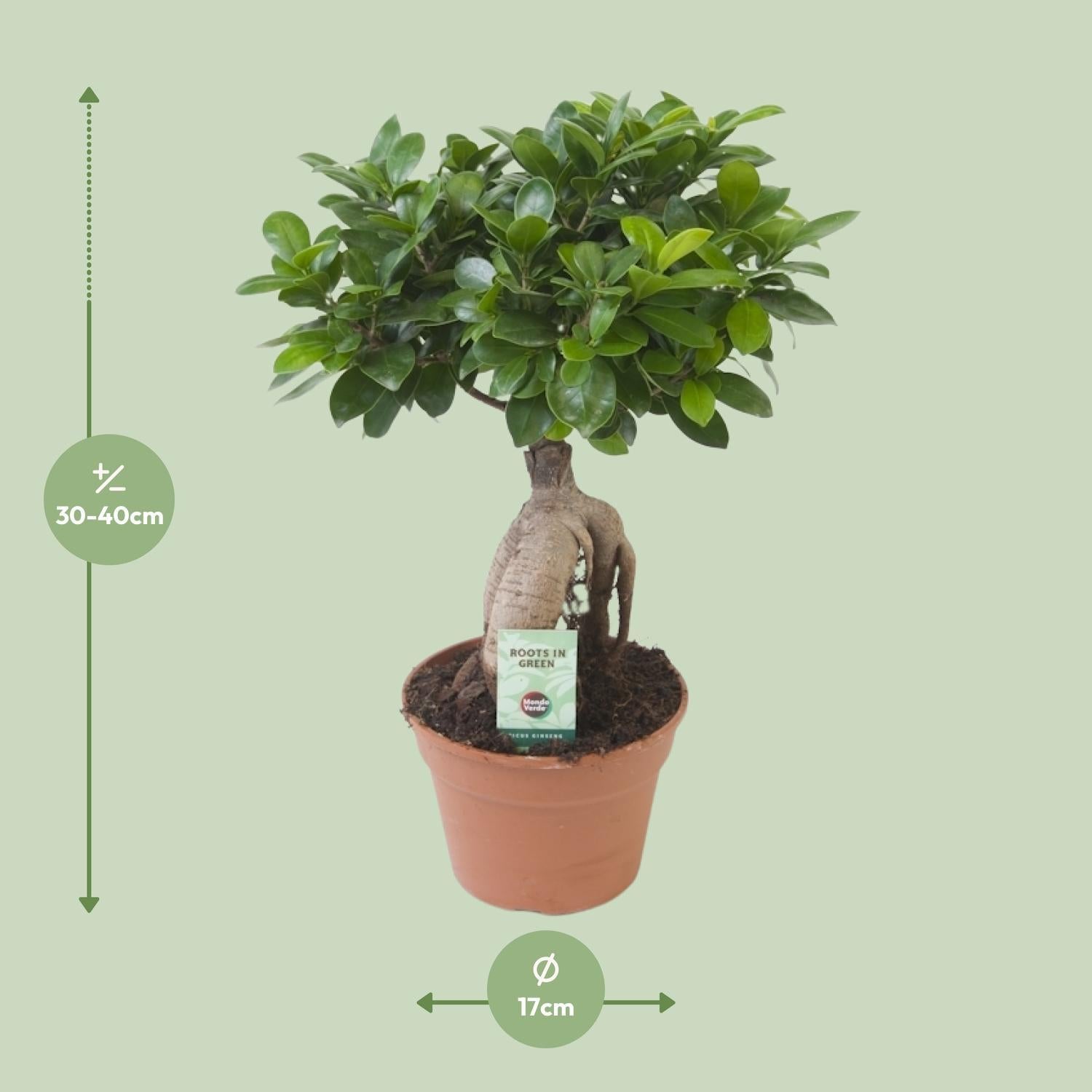 Ficus Ginseng (bonsai) - Ø 17cm