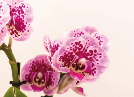 Pink-Purple Phalaenopsis Orchid - El Salvador + Luxury Gold Decorative Pot - Pot size Ø9 cm - 35 cm tall | Blooming Indoor Plant