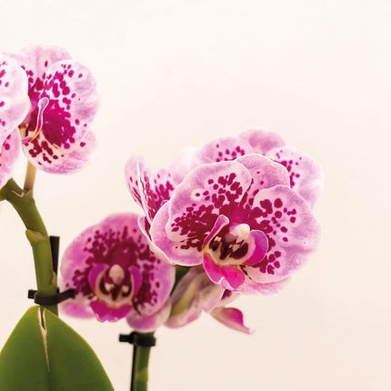 Roze-paarse Phalaenopsis Orchidee - El Salvador + Luxe Gouden Decoratieve Pot - Potmaat Ø9 cm - 35 cm hoog | Bloeiende Kamerplant