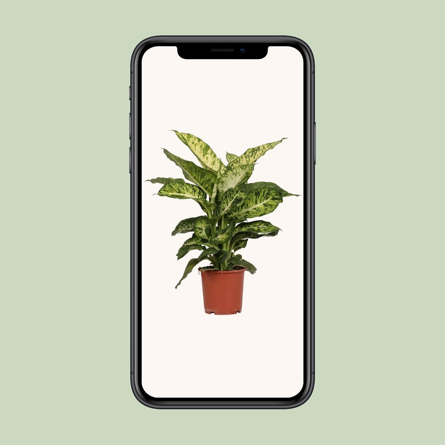 dieffenbachia mars Dieffenbachia Mars (Dumb Cane) ↑ 50 cm – urbanjngl.com