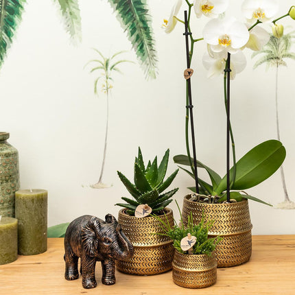 Pflanzenset Groove gold | Set mit weißer Phalaenopsis-Orchidee Amabilis Ø9cm und grüner Pflanze Sukkulente Crassula Ovata Ø6cm | inkl. Goldene Keramik Sierpotten