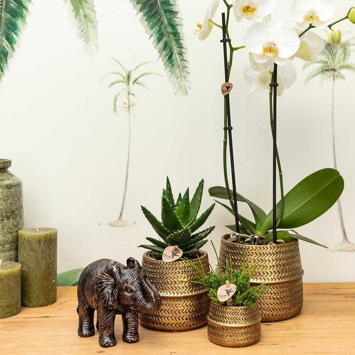 small gold plant pot Groove gold plant set