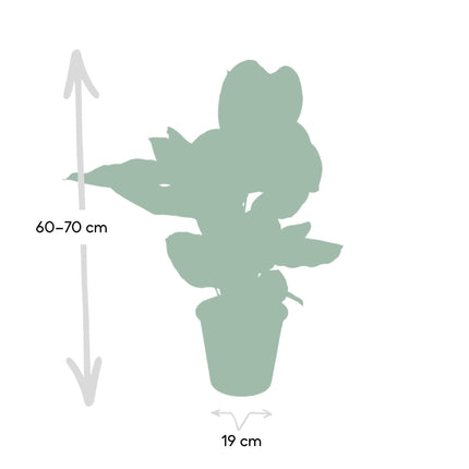 Calathea Ornata (Korbmarante) ↑ 75 cm