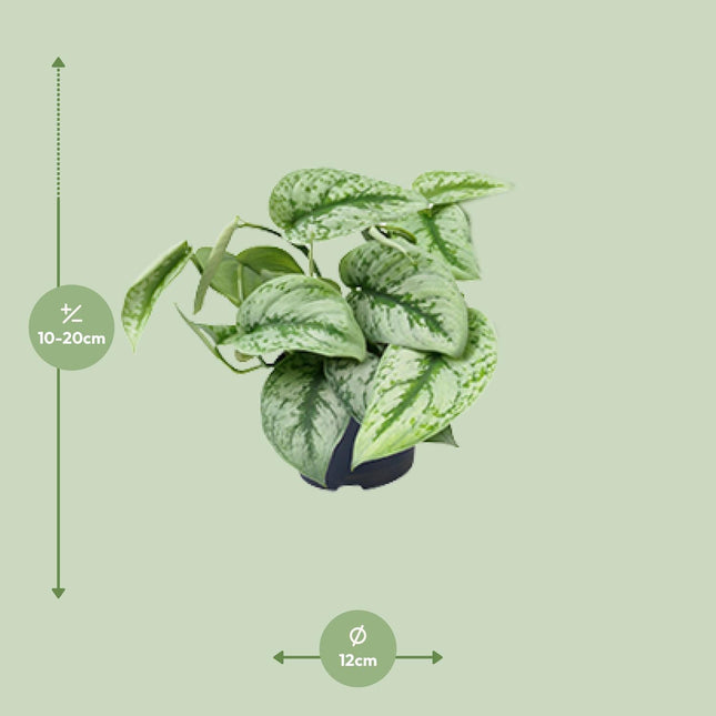 trebie pothos Scindapsus Pictus Trebie (Silvery Ann Pothos) ↑ 15 cm – urbanjngl.com