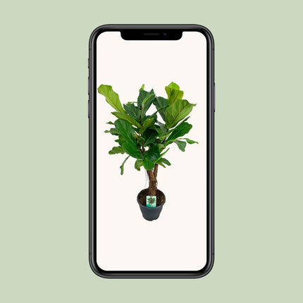 Ficus Lyrata (Vioolbladplant) ↑ 100 cm